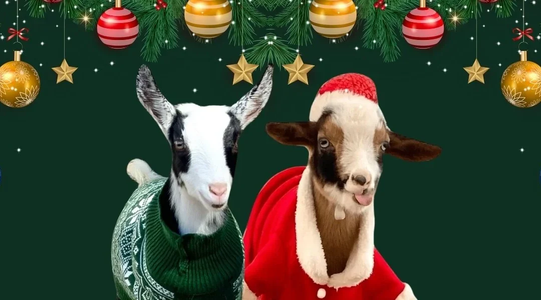 Why is Happy Holiday Goat Yoga at Goat Yoga Nashville the Best Time to Try It Out?