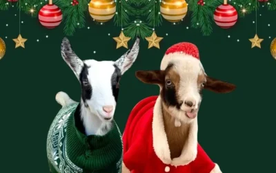 Why is Happy Holiday Goat Yoga at Goat Yoga Nashville the Best Time to Try It Out?