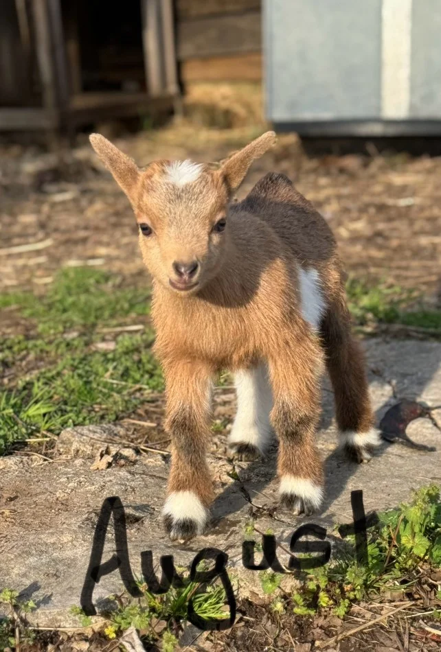Goat Yoga Nashville – August