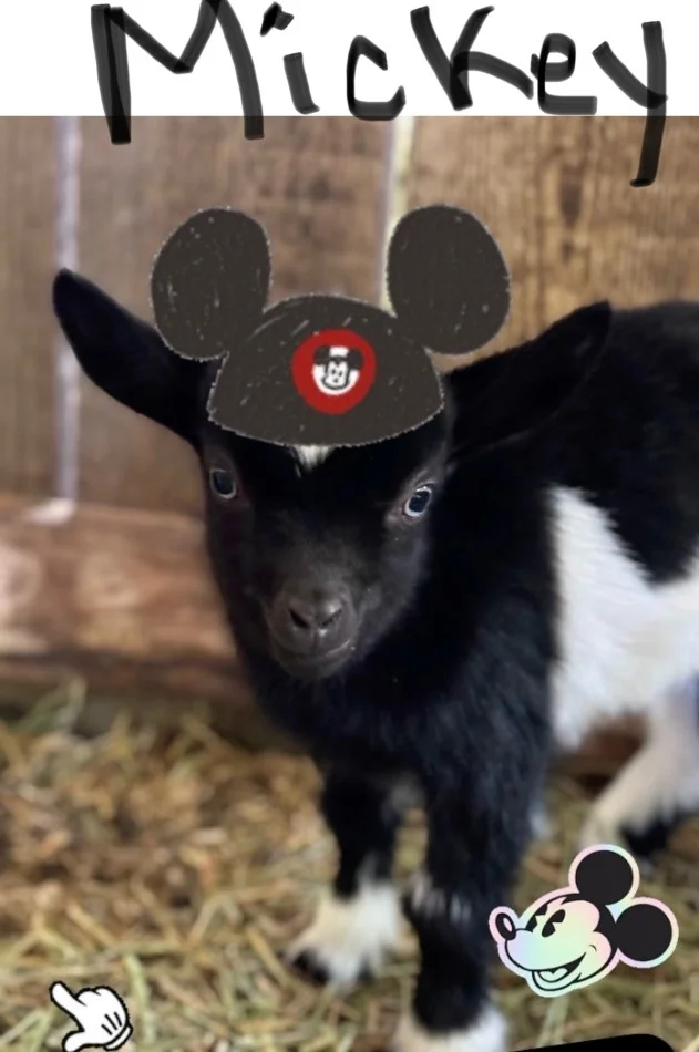 Goat Yoga Nashville – Mickey