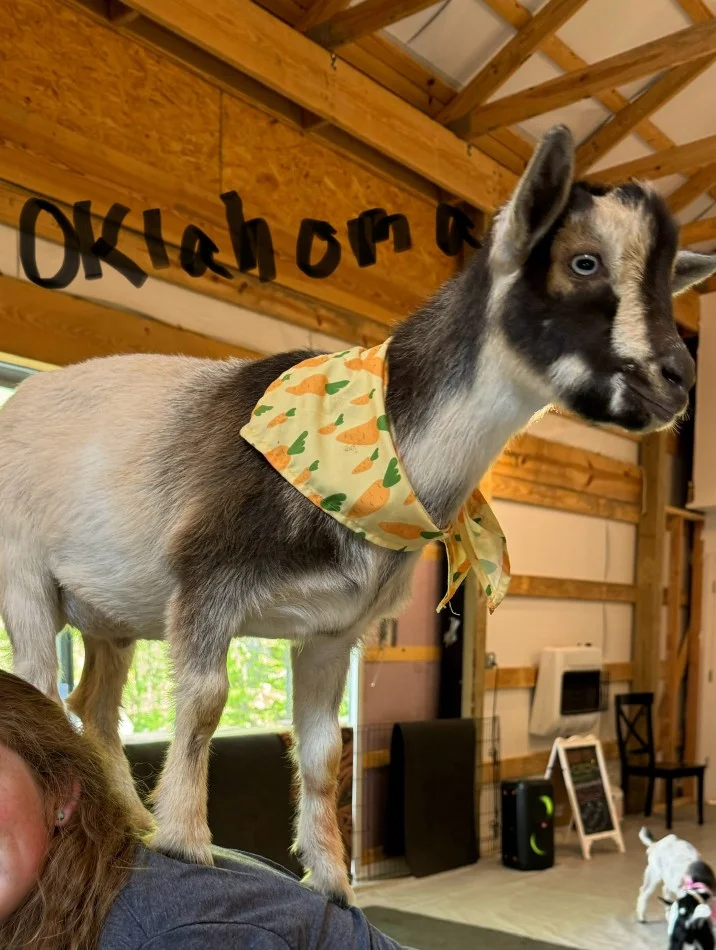 Goat Yoga Nashville – Oklahoma