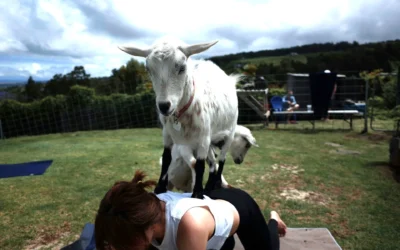5 Healing with Hooves: The Health Perks of Goat Yoga
