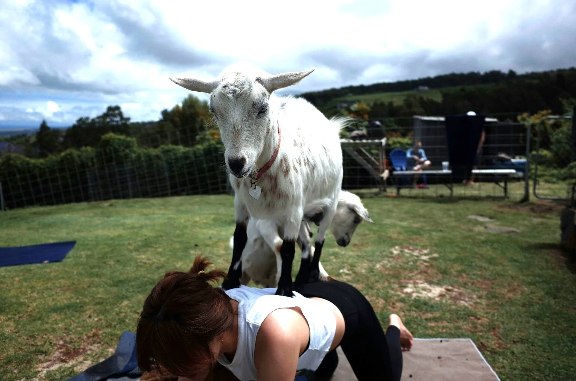 Woman experiencing the health perks of goat yoga with a goat climbing on her back during a yoga session.